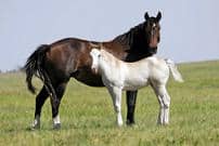 A brown horse stands beside a white foal on a grassy field under a clear sky.