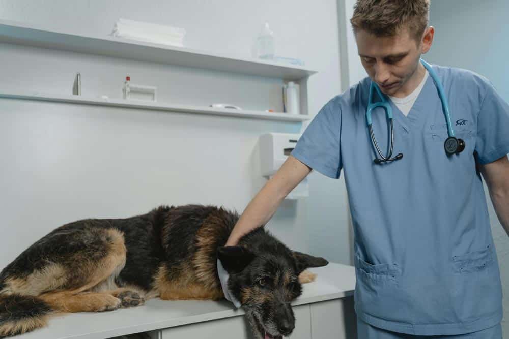 A veterinarian in blue scrubs with a stethoscope examines a German Shepherd lying on an examination table in a veterinary clinic.