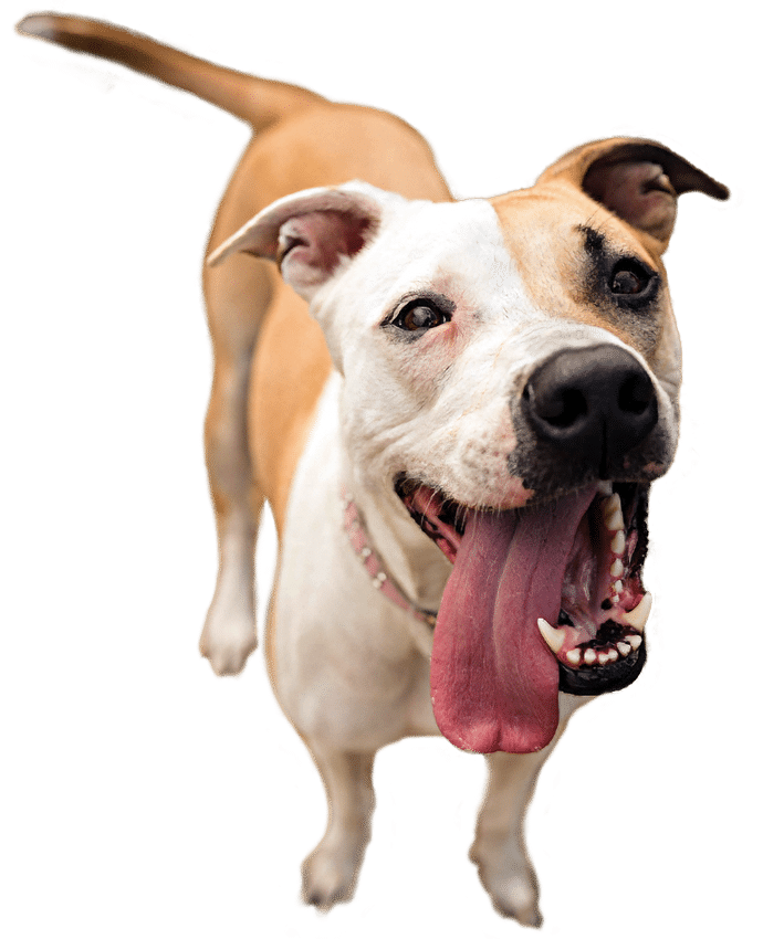 A tan and white dog with a pink collar stands on grass, looking up with its mouth open and tongue hanging out.