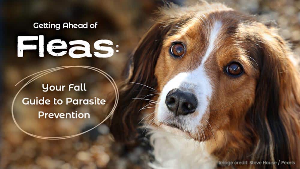 A dog with long brown and white fur looks intently at the camera. Text reads, "Getting Ahead of Fleas: Your Fall Guide to Parasite Prevention.