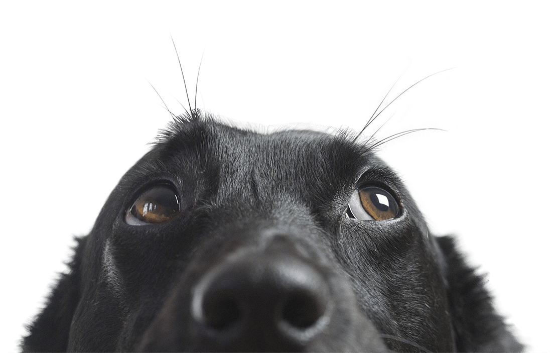 Close-up of a black dog's face, looking upward with curious eyes against a white background.